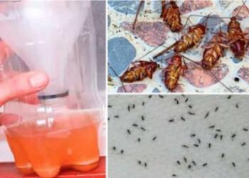 Η απόλυτη συνταγή για να απαλλαγείτε αποτελεσματικά και άμεσα από κουνούπια και κατσαρίδες