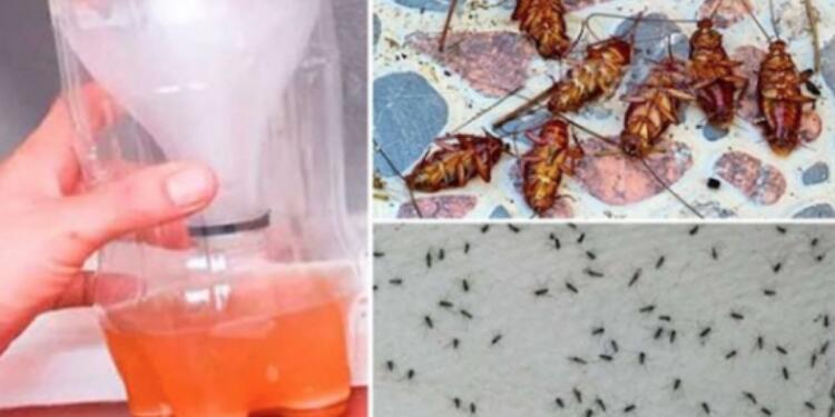 Η απόλυτη συνταγή για να απαλλαγείτε αποτελεσματικά και άμεσα από κουνούπια και κατσαρίδες