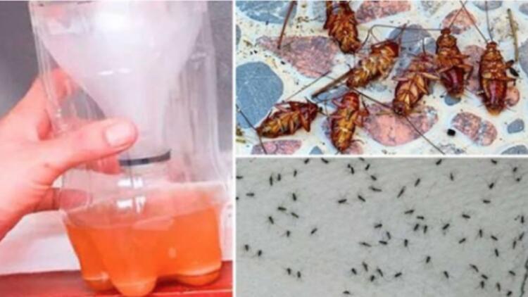 Η απόλυτη συνταγή για να απαλλαγείτε αποτελεσματικά και άμεσα από κουνούπια και κατσαρίδες