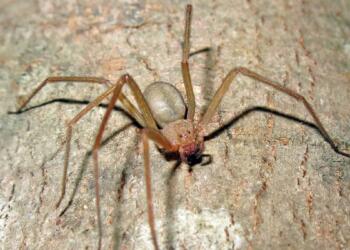 Καφέ Αράχνη (Ερημίτης): Πόσο επικίνδυνη είναι – Συμπτώματα, επιπλοκές από το δάγκωμά της και τρόποι για να την ξεφορτωθείτε