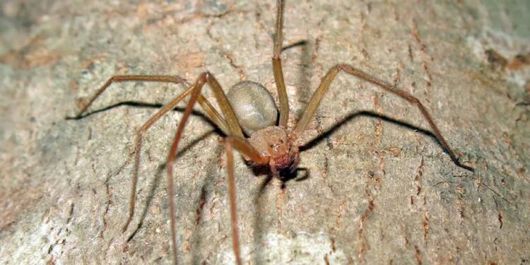 Καφέ Αράχνη (Ερημίτης): Πόσο επικίνδυνη είναι – Συμπτώματα, επιπλοκές από το δάγκωμά της και τρόποι για να την ξεφορτωθείτε