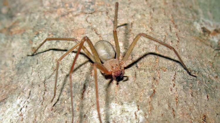 Καφέ Αράχνη (Ερημίτης): Πόσο επικίνδυνη είναι – Συμπτώματα, επιπλοκές από το δάγκωμά της και τρόποι για να την ξεφορτωθείτε