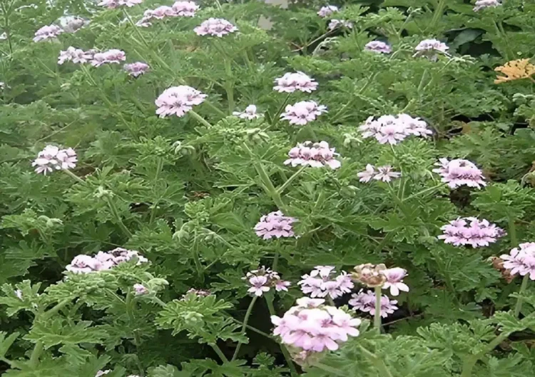 Η θαuματουργή ρίζα για τα νεύρα και την χοληστερίνη