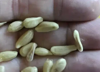 Όταν στύβετε λεμόνια, μην κάνετε το λάθος να πετάξετε τα κουκούτσια: Αξίζουν το βάρος τους σε χρuσάφı όταν χρησιμοποιούνται με αuτόν τον τρόπο