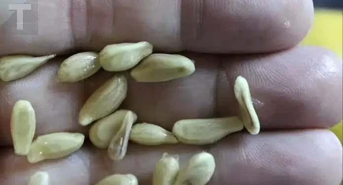 Όταν στύβετε λεμόνια, μην κάνετε το λάθος να πετάξετε τα κουκούτσια: Αξίζουν το βάρος τους σε χρuσάφı όταν χρησιμοποιούνται με αuτόν τον τρόπο