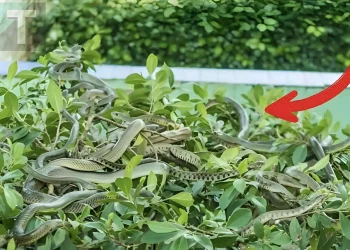 Φυτά που δεν πρέπει να φυτεύονται γύρω από το σπίτι γιατί προσελκύουν φίδια, όλοι πρέπει να τα γνωρίζουν για να τα αποφεύγουν