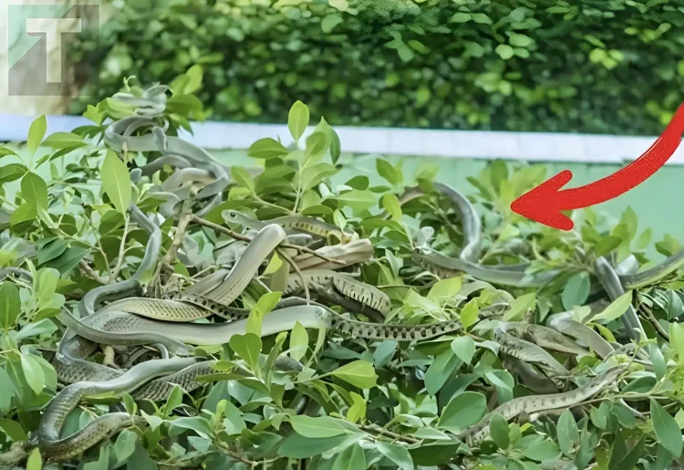 Φυτά που δεν πρέπει να φυτεύονται γύρω από το σπίτι γιατί προσελκύουν φίδια, όλοι πρέπει να τα γνωρίζουν για να τα αποφεύγουν