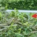 Φυτά που δεν πρέπει να φυτεύονται γύρω από το σπίτι γιατί προσελκύουν φίδια, όλοι πρέπει να τα γνωρίζουν για να τα αποφεύγουν