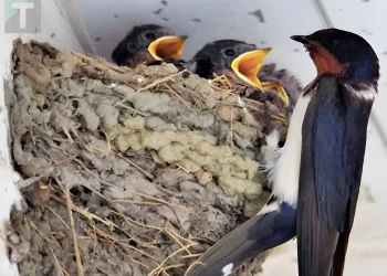 Ένα χελιδόνι έχει φτιάξει τη φωλιά του κάτω από τη στέγη ενός σπιτιού: Tι σημαίνει αυτός ο δημοφιλής οιωνός;