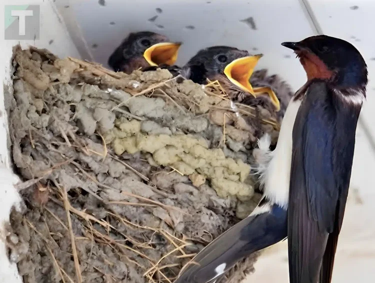 Ένα χελιδόνι έχει φτιάξει τη φωλιά του κάτω από τη στέγη ενός σπιτιού: Tι σημαίνει αυτός ο δημοφιλής οιωνός;