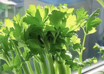 Καλλιεργείστε σέλινο σε γλάστρα για να έχετε πάντα ατελείωτη προμήθεια. Οδηγός βήμα βήμα