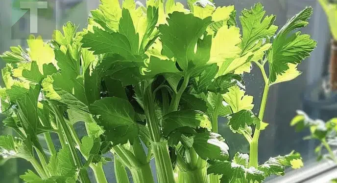 Καλλιεργείστε σέλινο σε γλάστρα για να έχετε πάντα ατελείωτη προμήθεια. Οδηγός βήμα βήμα