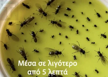 Βάλτε τέλος στα ενοχλητικά έντομα με αυτό το κόλπο που θα κάνετε μόνοι σας