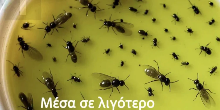 Βάλτε τέλος στα ενοχλητικά έντομα με αυτό το κόλπο που θα κάνετε μόνοι σας