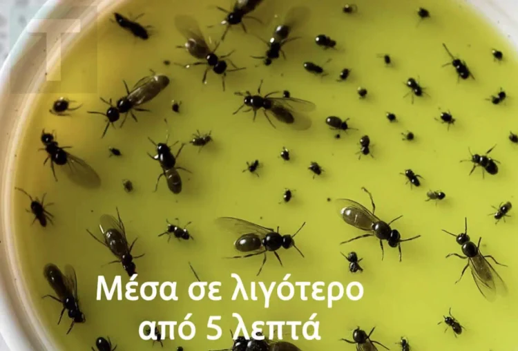 Βάλτε τέλος στα ενοχλητικά έντομα με αυτό το κόλπο που θα κάνετε μόνοι σας