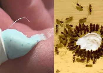 Εξαφανίστε κατσαρίδες, ποντίκια και μυρμήγκια με το κόλπο της οδοντόκρεμας