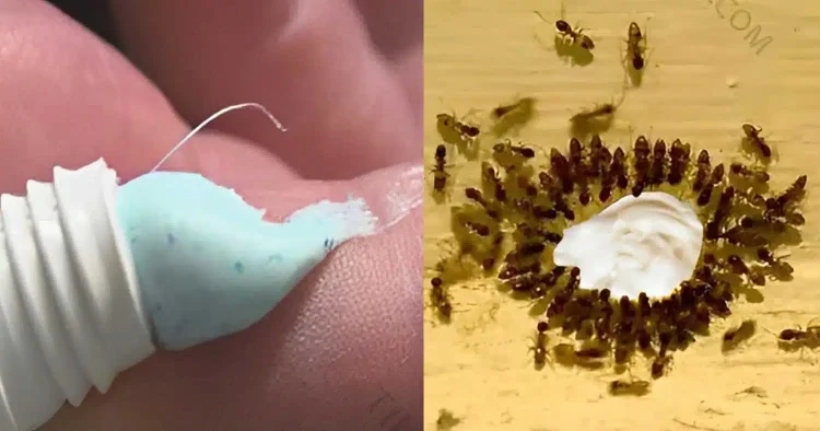 Εξαφανίστε κατσαρίδες, ποντίκια και μυρμήγκια με το κόλπο της οδοντόκρεμας