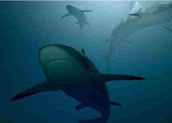 Γέμισαν καρχαρίες και σαλάχια οι ελληνικές θάλασσες – Αναλυτικός χάρτης