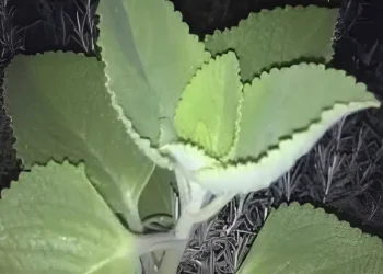 Αν εσείς ή ο γείτονάς σας έχεις αυτό το φυτό στο σπίτι, τότε έχετε έναν θησαυρό