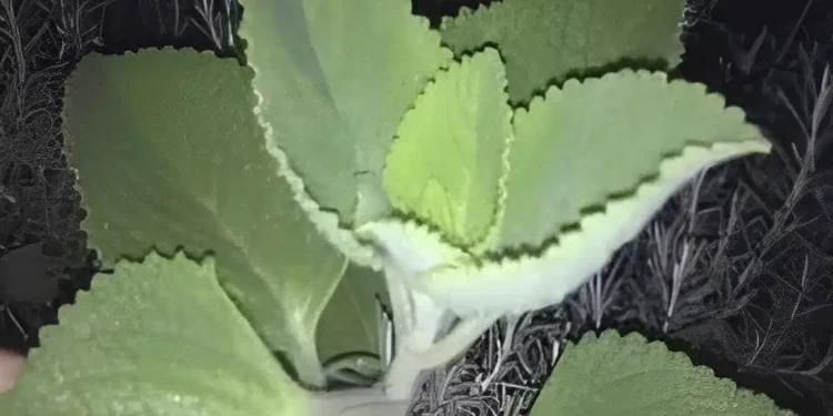 Αν εσείς ή ο γείτονάς σας έχεις αυτό το φυτό στο σπίτι, τότε έχετε έναν θησαυρό