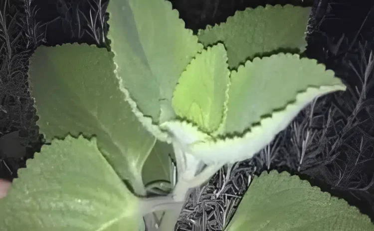 Αν εσείς ή ο γείτονάς σας έχεις αυτό το φυτό στο σπίτι, τότε έχετε έναν θησαυρό