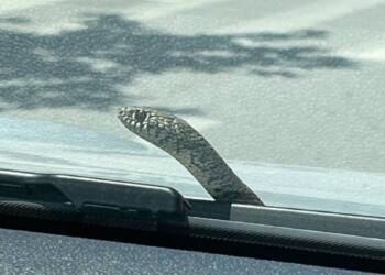 Θρίλερ στο Βόλο: Φίδι βγήκε από παρμπρίζ και η οδηγός παράτησε το αυτοκίνητο στη μέση του δρόμου
