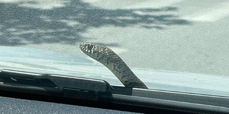 Θρίλερ στο Βόλο: Φίδι βγήκε από παρμπρίζ και η οδηγός παράτησε το αυτοκίνητο στη μέση του δρόμου