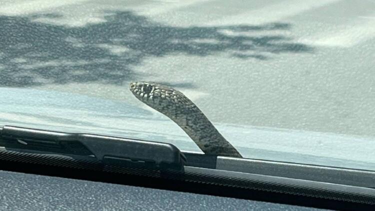 Θρίλερ στο Βόλο: Φίδι βγήκε από παρμπρίζ και η οδηγός παράτησε το αυτοκίνητο στη μέση του δρόμου