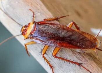 Κατσαρίδες: Πώς θα τις διώξετε με ένα συστατικό που βρίσκεται σε κάθε κουζίνα;