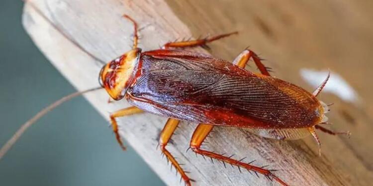 Κατσαρίδες: Πώς θα τις διώξετε με ένα συστατικό που βρίσκεται σε κάθε κουζίνα;