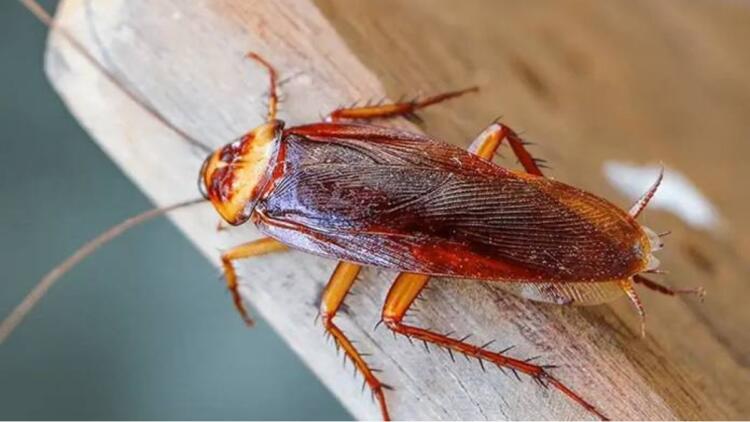 Κατσαρίδες: Πώς θα τις διώξετε με ένα συστατικό που βρίσκεται σε κάθε κουζίνα;