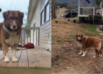 «Ράγισαν» και οι πέτρες: Σκυλίτσα περίμενε στο κατώφλι του σπιτιού αφού εγκαταλείφθηκε μετά τη μετακόμιση των κηδεμόνων της (video)