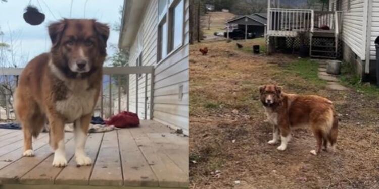 «Ράγισαν» και οι πέτρες: Σκυλίτσα περίμενε στο κατώφλι του σπιτιού αφού εγκαταλείφθηκε μετά τη μετακόμιση των κηδεμόνων της (video)