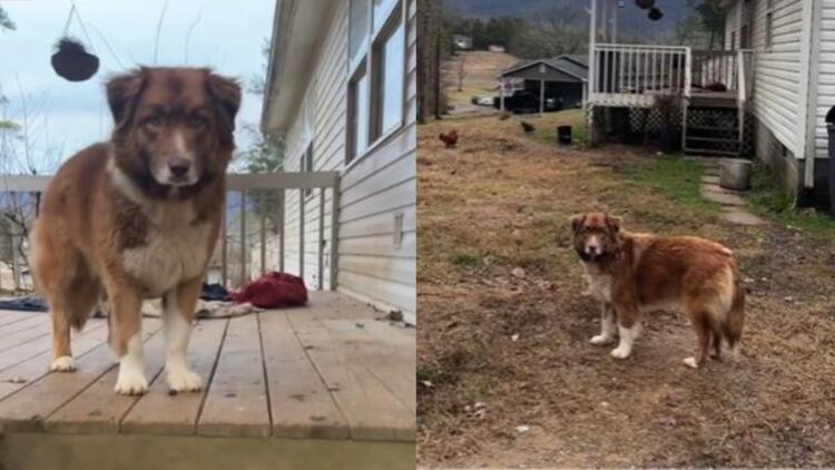 «Ράγισαν» και οι πέτρες: Σκυλίτσα περίμενε στο κατώφλι του σπιτιού αφού εγκαταλείφθηκε μετά τη μετακόμιση των κηδεμόνων της (video)