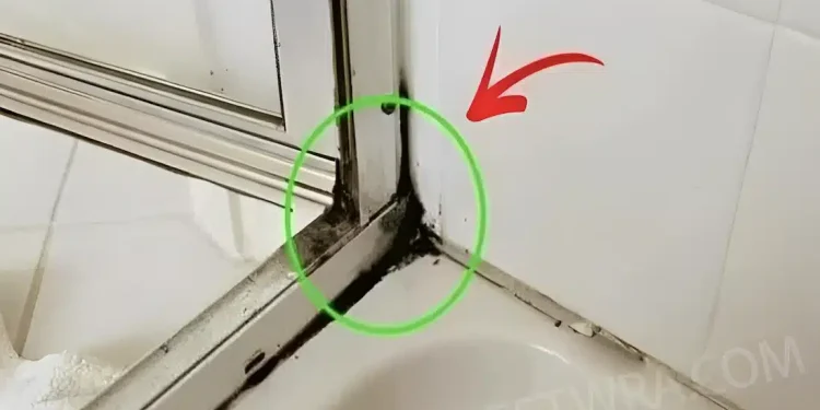 Ο πιο γρήγορος τρόπος για να απαλλαγείτε από τη μούχλα στην σιλικόνη του ντους