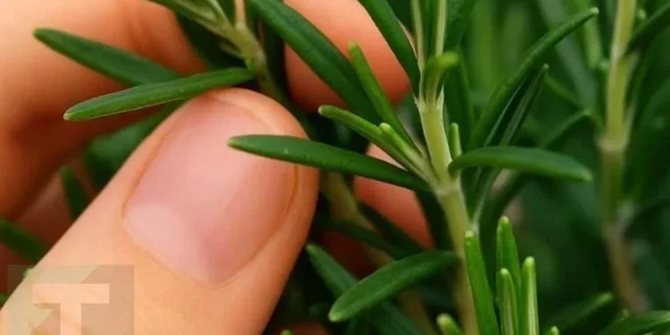 Το ονομάζουν «φυσική μορφίνη» – Το θαυματουργό φυτό του οποίου η δύναμη οι άνθρωποι αγνοούν ονομάζεται