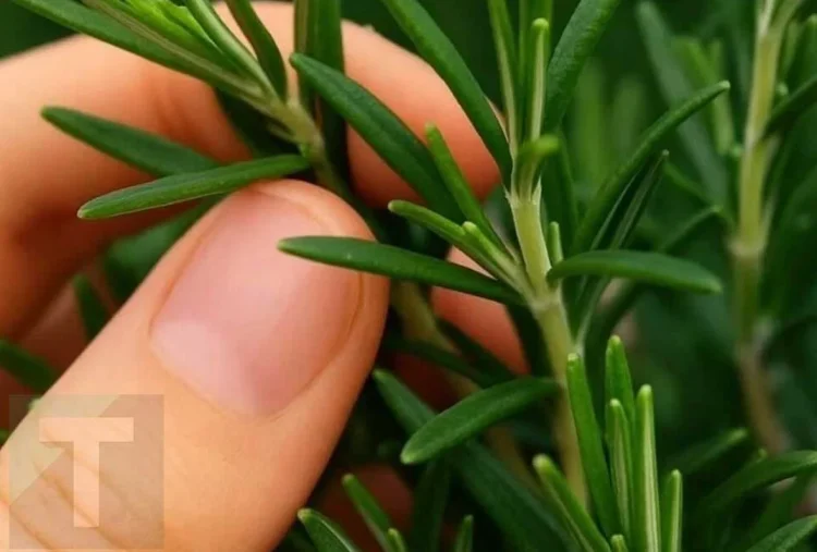 Το ονομάζουν «φυσική μορφίνη» – Το θαυματουργό φυτό του οποίου η δύναμη οι άνθρωποι αγνοούν ονομάζεται