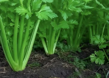 To φυτό που καθαρίζει το αίμα, το δέρμα, τα νεφρά, το συκώτι και το πάγκρεας