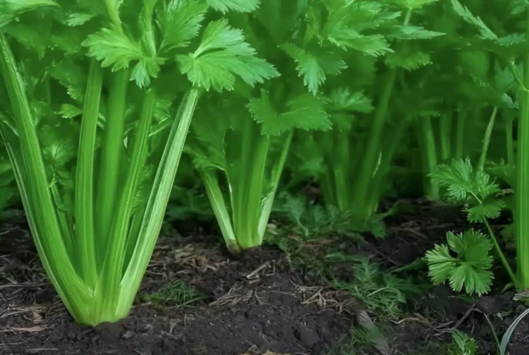 To φυτό που καθαρίζει το αίμα, το δέρμα, τα νεφρά, το συκώτι και το πάγκρεας