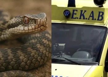 Οχιά δάγκωσε 40χρονο ενώ εργαζόταν σε χωράφι – Νοσηλεύεται στην εντατική