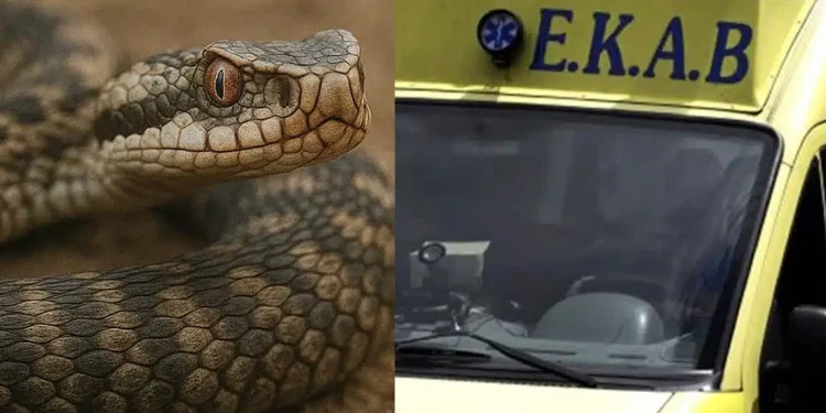 Οχιά δάγκωσε 40χρονο ενώ εργαζόταν σε χωράφι – Νοσηλεύεται στην εντατική