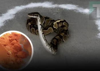 Αν ένα φίδι μπει στο σπίτι σας, ρίξτε αυτά τα πράγματα τριγύρω, το φίδι θα φοβηθεί πολύ και θα φύγει αμέσως