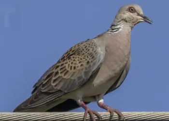 Περιστέρι κοντά στο σπίτι: Η σημασία και οι λόγοι που έρχεται