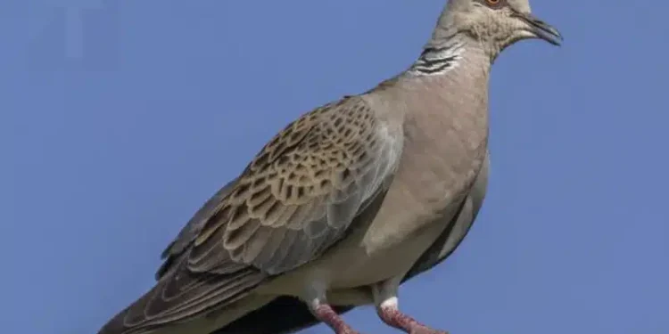 Περιστέρι κοντά στο σπίτι: Η σημασία και οι λόγοι που έρχεται