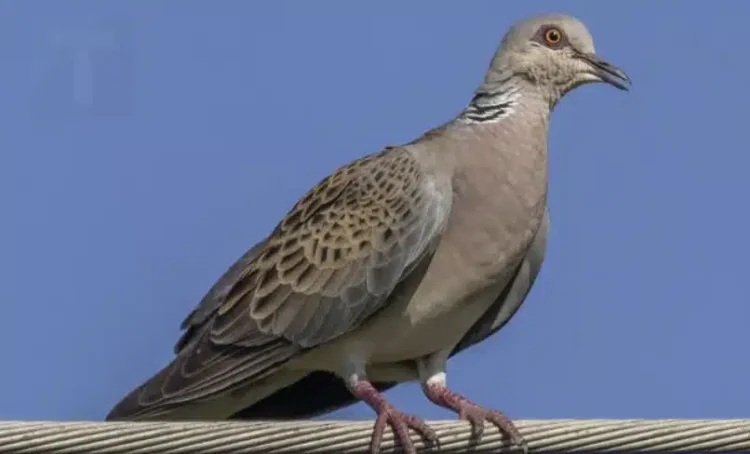 Περιστέρι κοντά στο σπίτι: Η σημασία και οι λόγοι που έρχεται