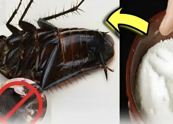 Οι κατσαρίδες και τα ποντίκια φοβούνται περισσότερο αυτό. Απλά βάλτε το στη γωνία του δωματίου και κανένα δεν θα τολμήσει να εμφανιστεί