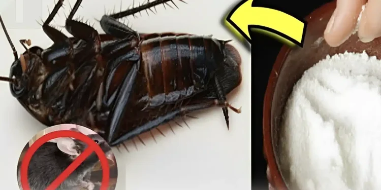 Οι κατσαρίδες και τα ποντίκια φοβούνται περισσότερο αυτό. Απλά βάλτε το στη γωνία του δωματίου και κανένα δεν θα τολμήσει να εμφανιστεί