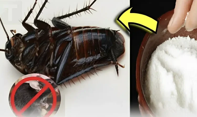 Οι κατσαρίδες και τα ποντίκια φοβούνται περισσότερο αυτό. Απλά βάλτε το στη γωνία του δωματίου και κανένα δεν θα τολμήσει να εμφανιστεί