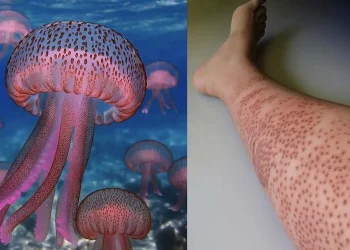 «Καμπανάκι» για μωβ μέδουσες σε θάλασσες στην Ελλάδα – Οι περιοχές που είναι στο «κόκκινο»