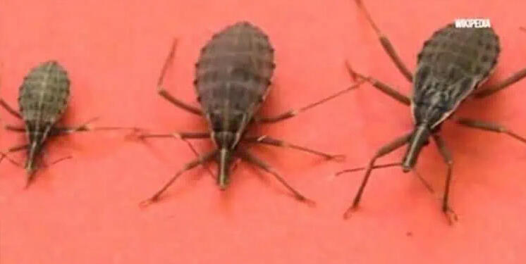 Ακάρεα του φιλιού: Εάν εντοπίσετε ένα από αυτά τα έντομα μέσα στο σπίτι σας, να πάτε αμέσως σε γιατρό!